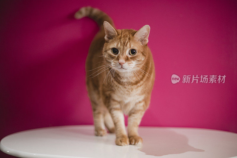 一个站在粉红墙旁的姜猫的肖像