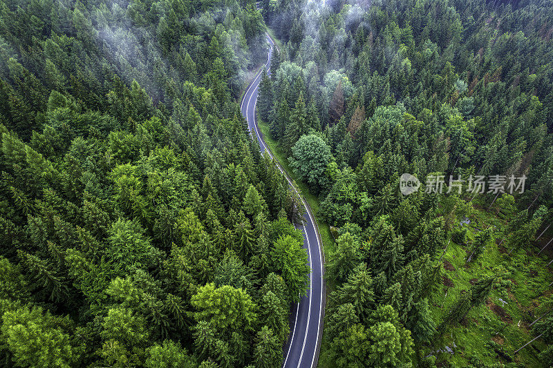 鸟瞰绿色森林中的山路