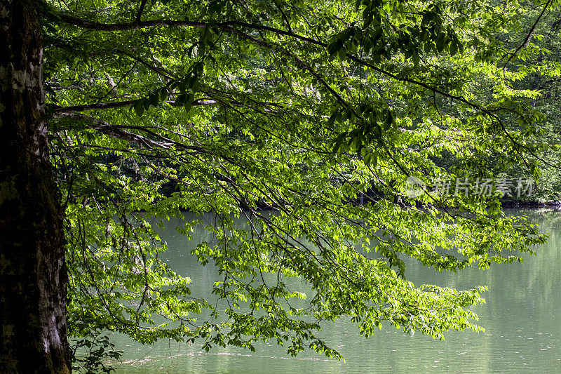 树枝上的绿叶倚着一个湖。