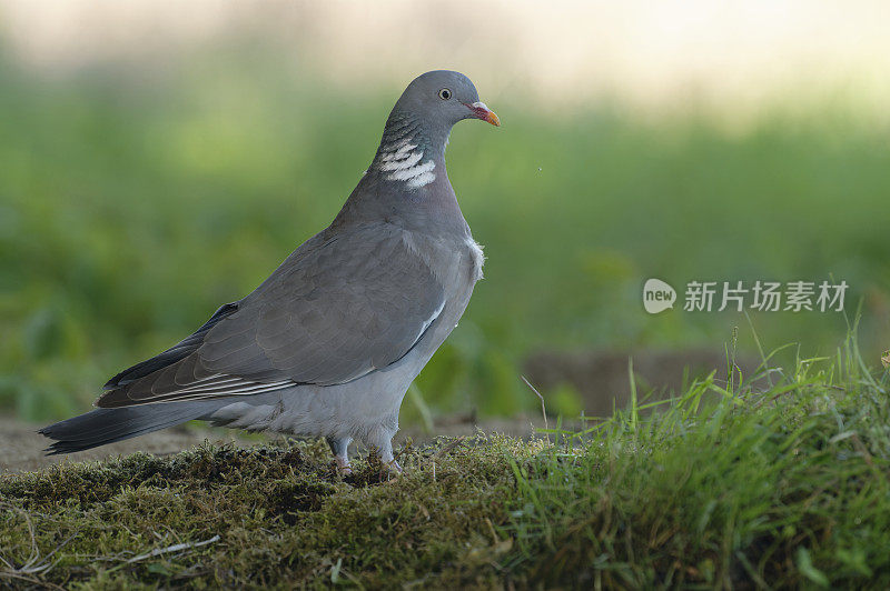 木头鸽子