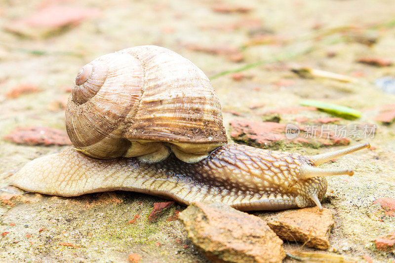 花园里的小蜗牛在湿漉漉的路上爬着，鼻涕虫急着回家。蛞蝓是由可食用的美味食物卷曲的壳来保护身体。天然动物蜗牛在贝壳蛞蝓爬行在大的野生自然。