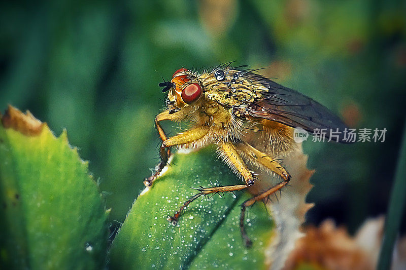 食腐蝇黄粪蝇