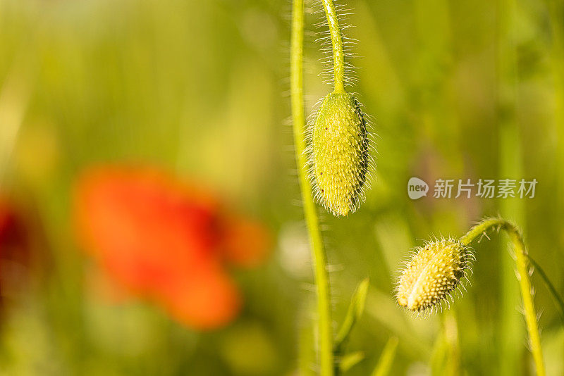 抽象的背景与红色罂粟花与绿色茂盛的植被和叶子