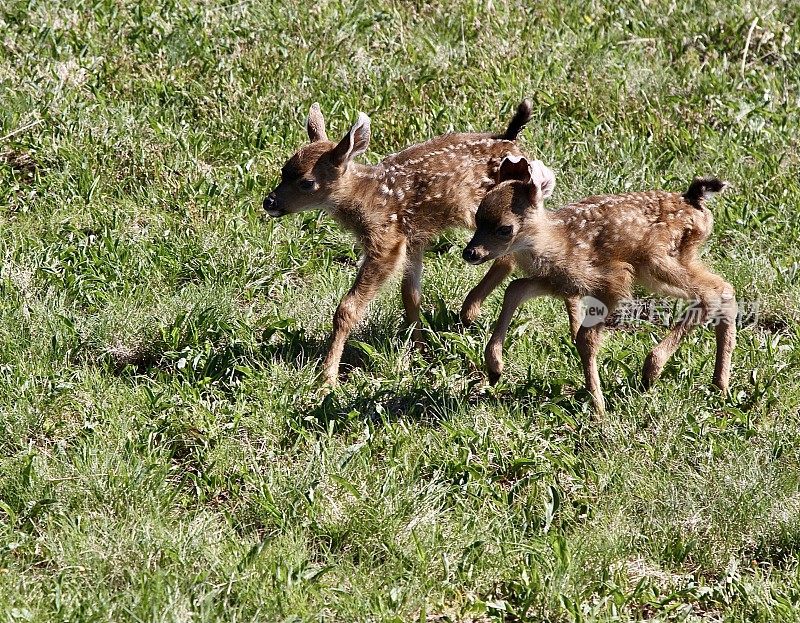 两个新生的幼鹿