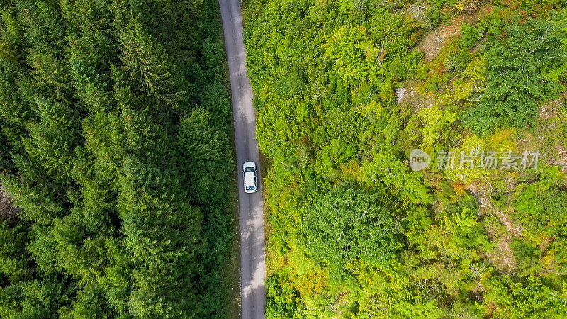 穿越森林的公路旅行