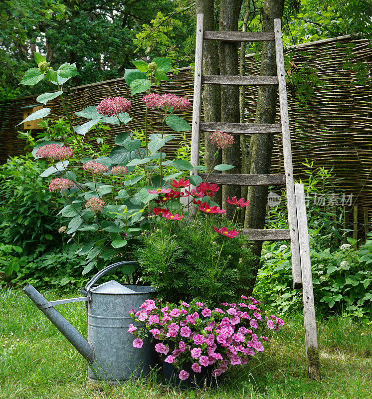 用绣球花和矮牵牛花装饰的花园。非常舒适的照片和铁喷壶。田园花园的漂亮的园艺概念。纯粹的自然。
