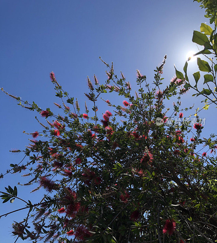 红花树映着阳光和蓝天