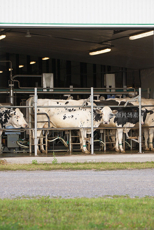 在奶牛场挤奶的奶牛。