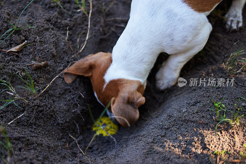 高角度拍摄可爱的小杰克罗素在外面的地上挖洞