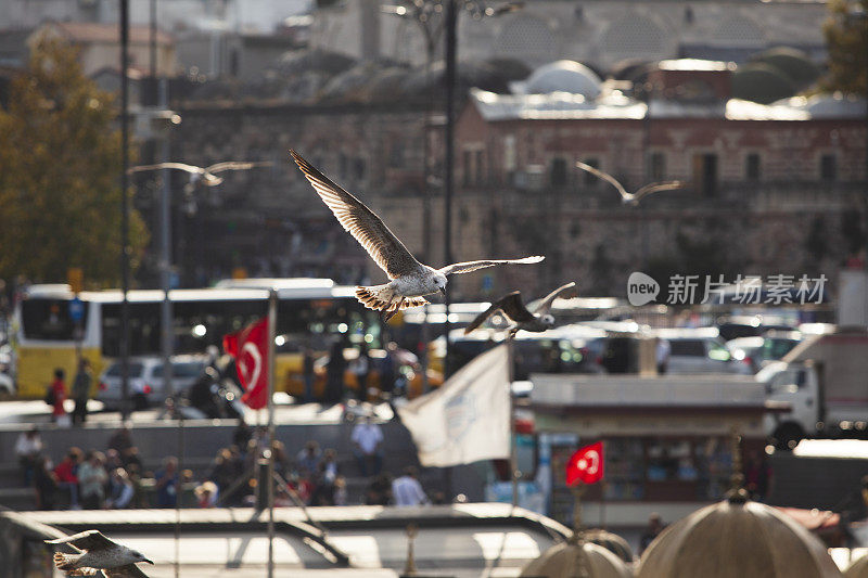 历史伊斯坦布尔和飞行海鸥从Eminönü