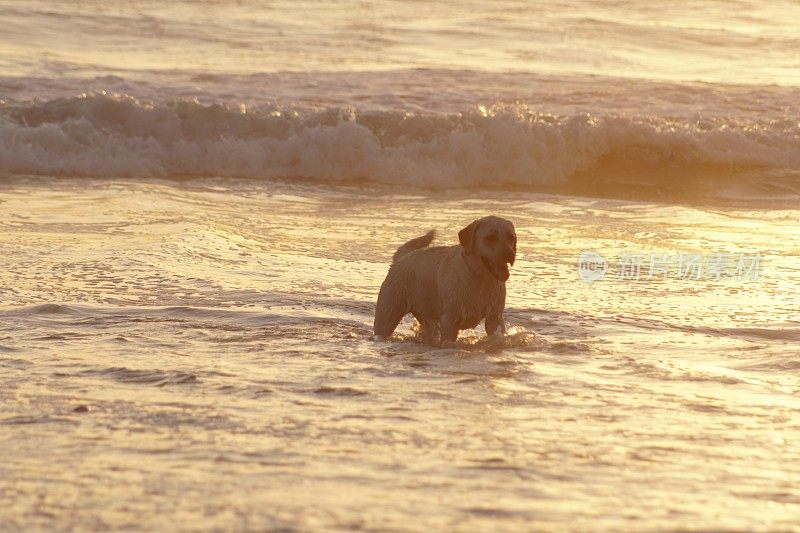 日落时狗在海滩上玩耍