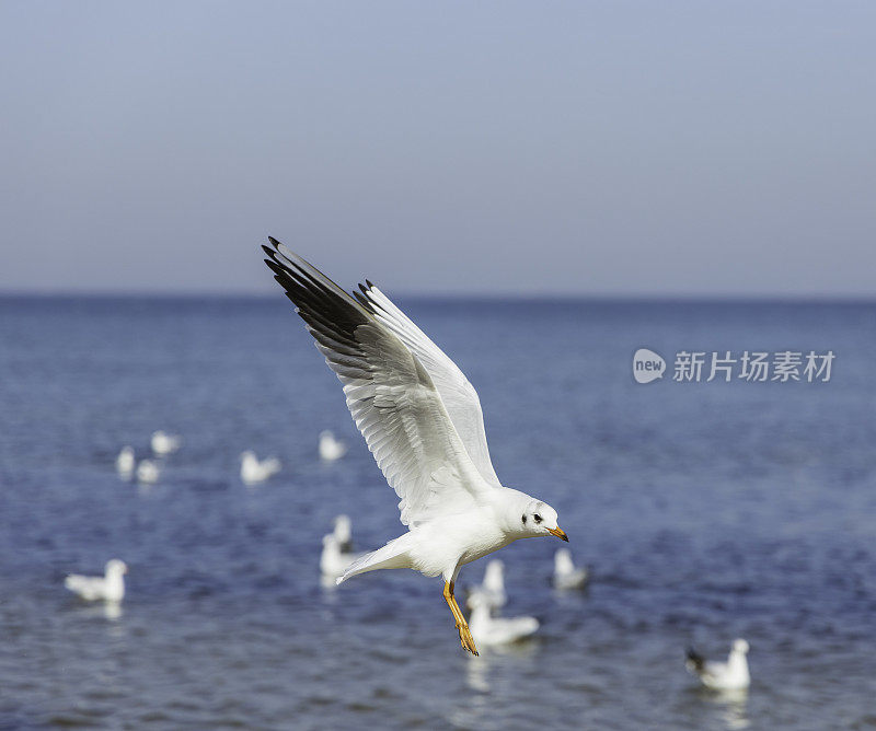 海鸥飞过海滩