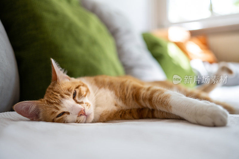 心满意足的橙色虎斑猫躺在沙发上