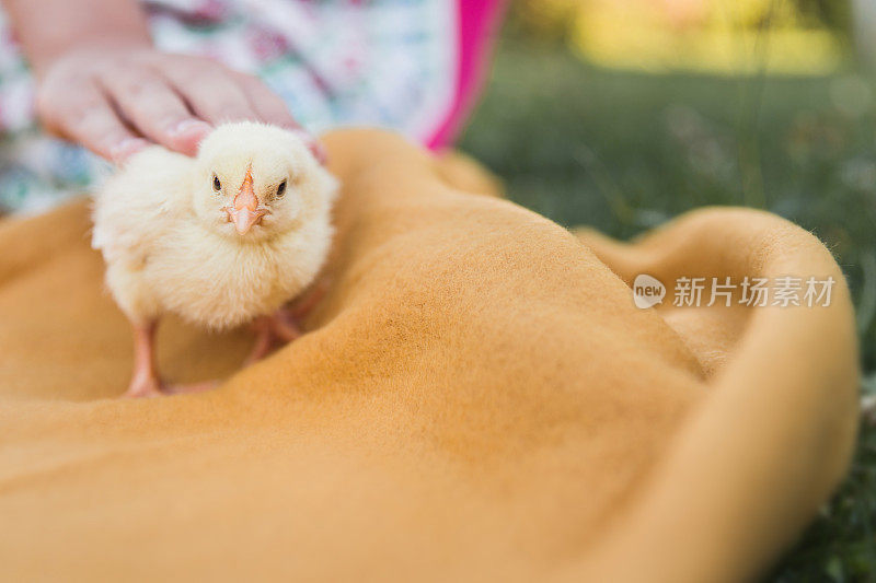 小孩抱着毛茸茸的黄色小鸡，特写镜头