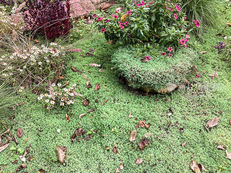 绿色的西班牙石科植物——景天，占据了一个观赏性花园的大片区域