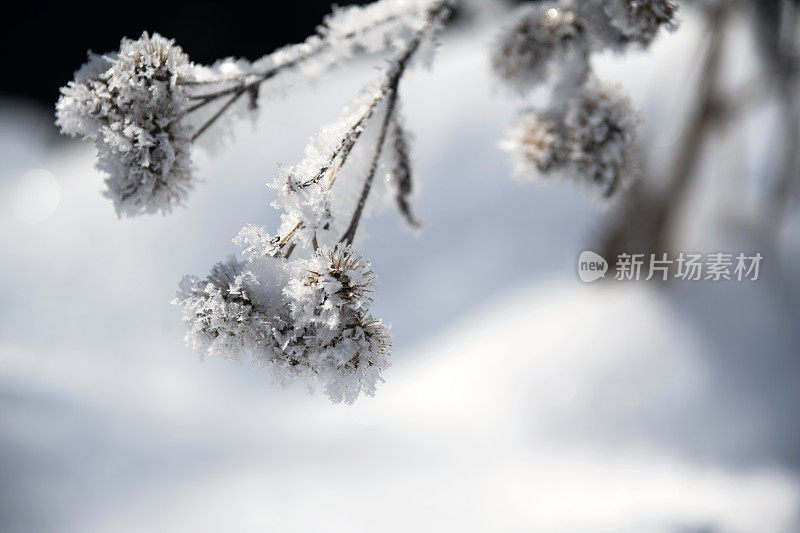 冬天的牛蒡与白霜