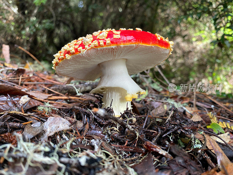 飞木耳蘑菇红生长在森林中。