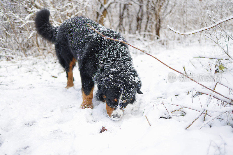 伯尔尼山犬在雪地里嗅到了什么。