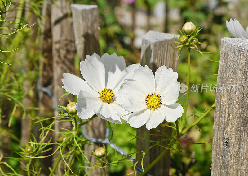 眺望邻居的花园