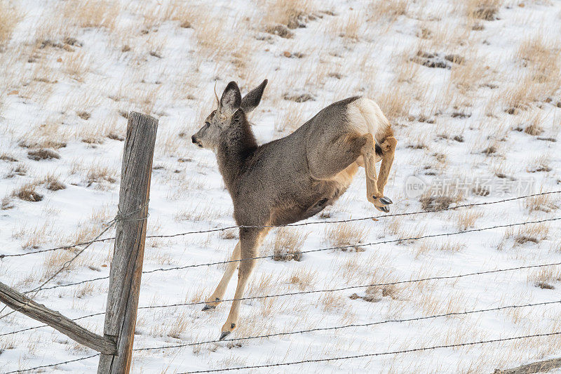 在雪山上奔跑的雄鹿