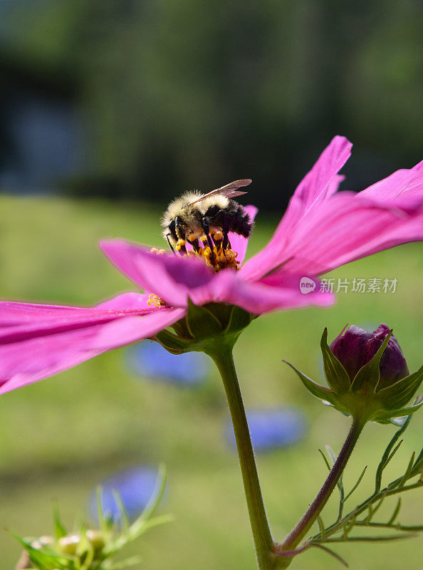 蜜蜂给粉红色的宇宙花授粉