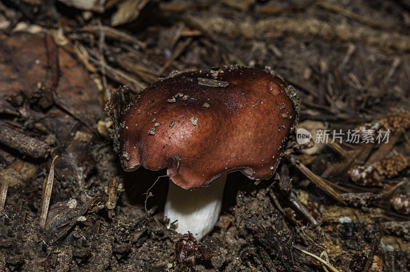 加利福尼亚红菇，外生菌根蘑菇。加州红红菇属。它们通常是常见的，相当大，颜色鲜艳。加州布塔诺州立公园。红菇科