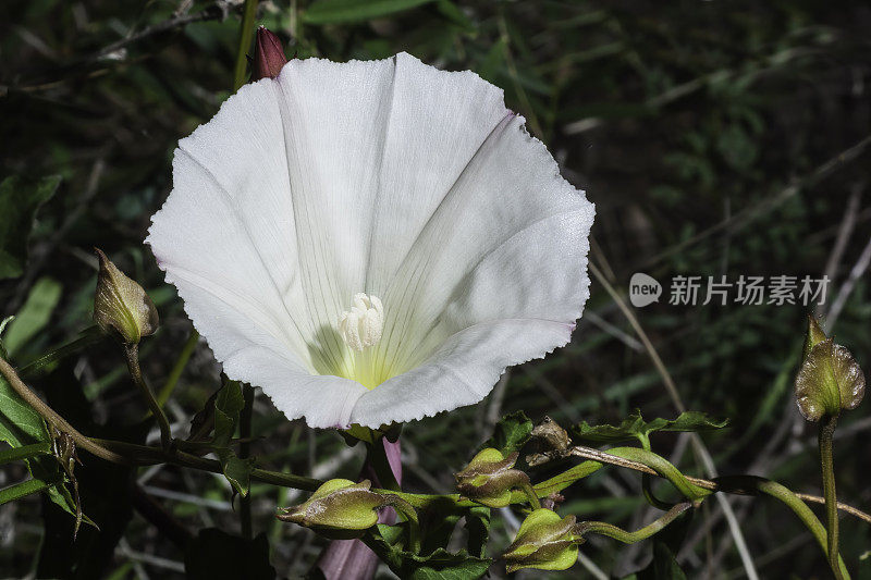 海岸牵牛花，加州圣西米恩溪，旋花科