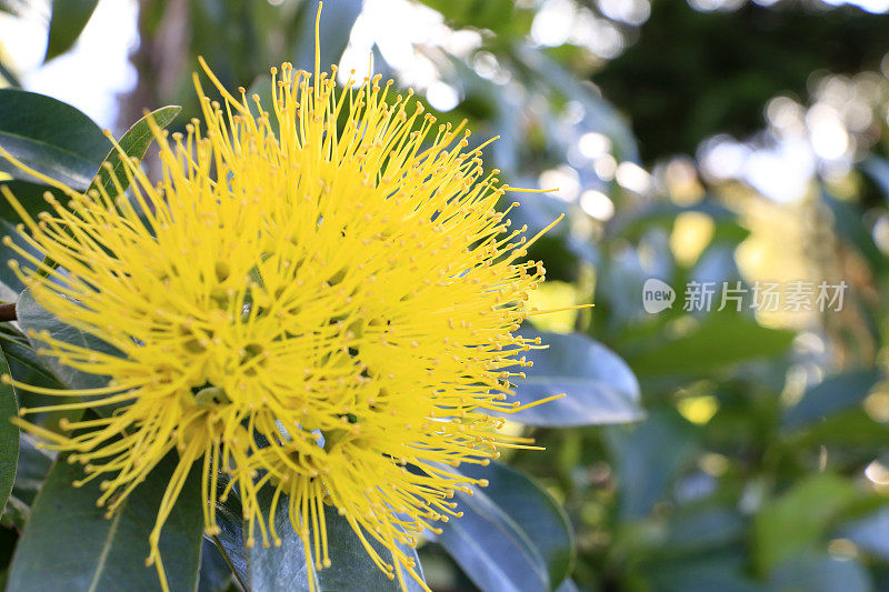 黄茎菊，金色潘达热带雨林树的花