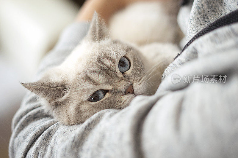 膝上一只可爱的蓝眼睛的白色猫的肖像