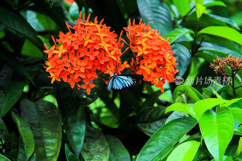 美丽的大闪蝶昆虫坐在花上。尤利西斯蝴蝶从中国ixora花采集蜂蜜的特写。