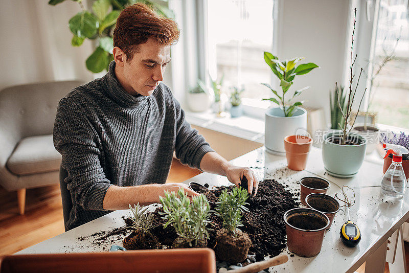 里德海德先生在家里种植室内植物