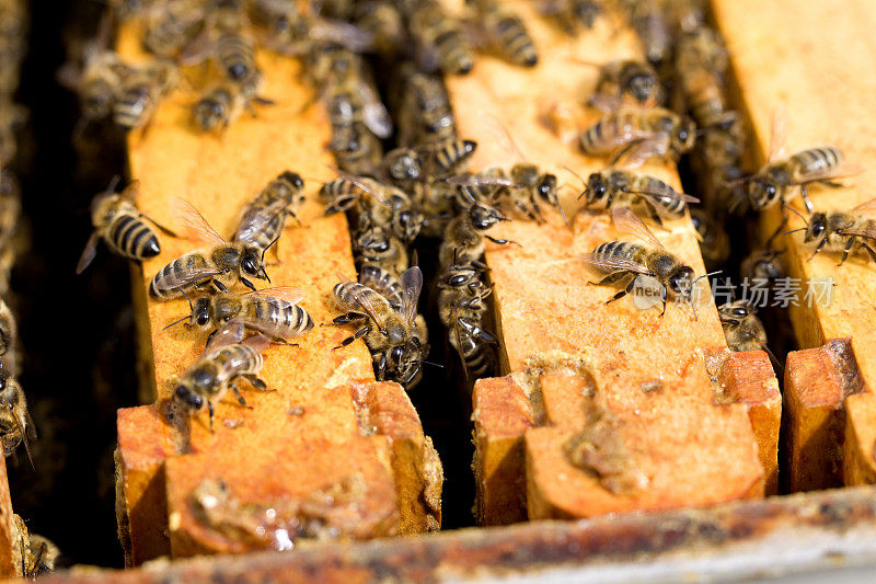 蜜蜂在蜂巢上，微距摄影
