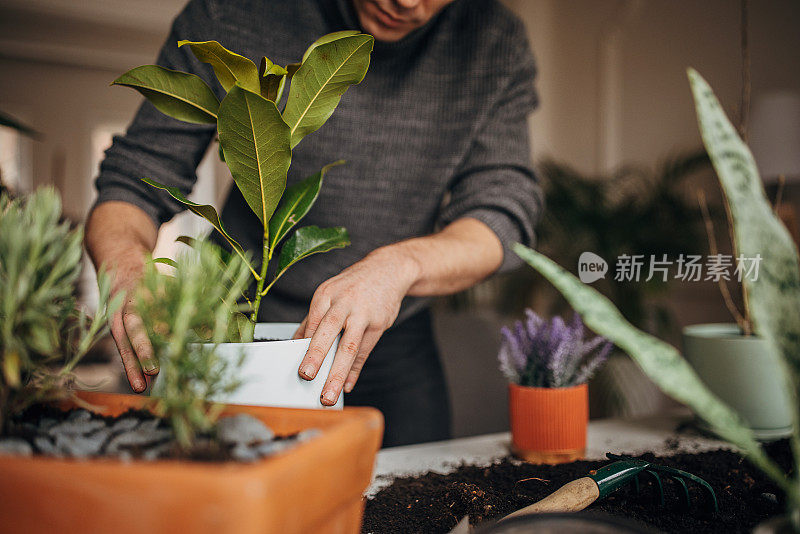 人在家里种植室内植物的特写