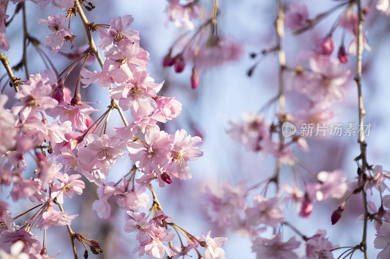 落花樱