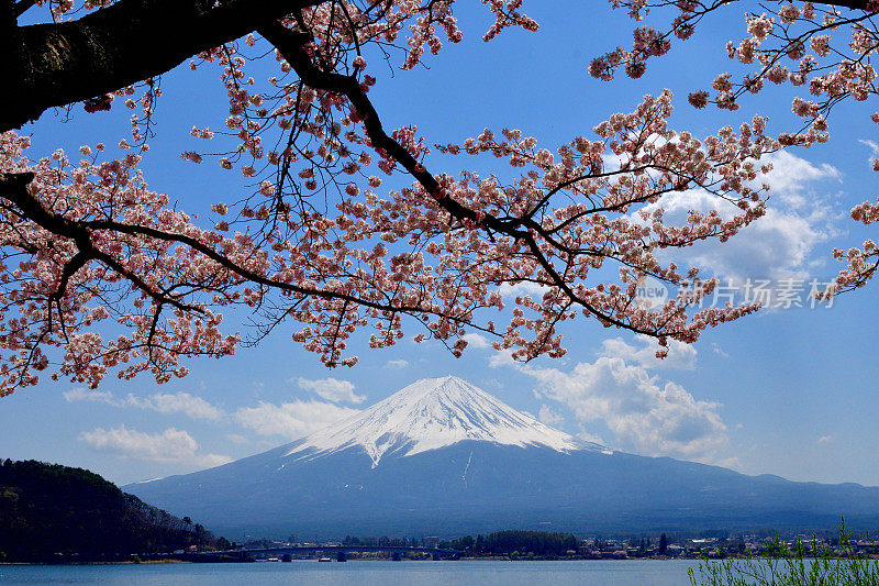 从川口湖岸边看富士山和樱花