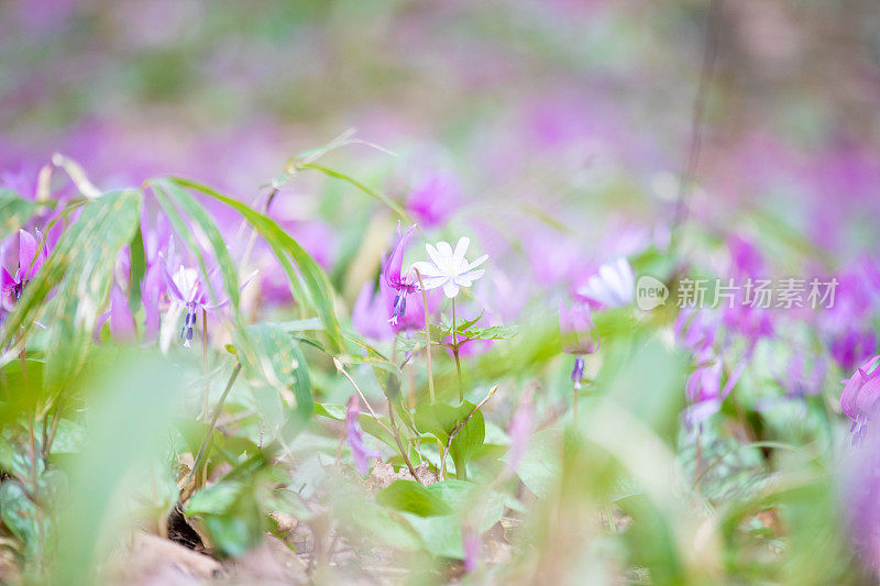 紫色的野花排列在森林地面上