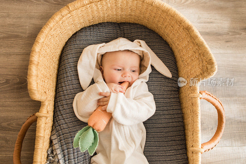 一个16周大的兔宝宝穿着白色的兔宝宝服，穿着舒适的海草摩西篮子，嚼着胡萝卜