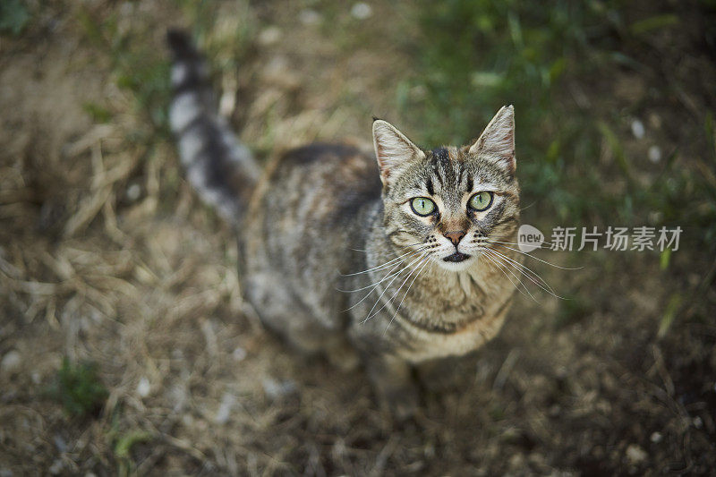 蓝眼睛的猫看着相机