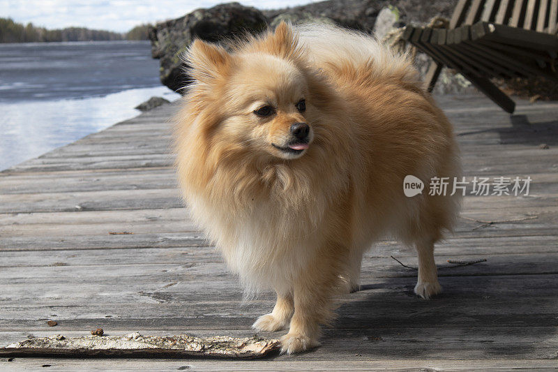 一条博美犬站在湖边的码头上