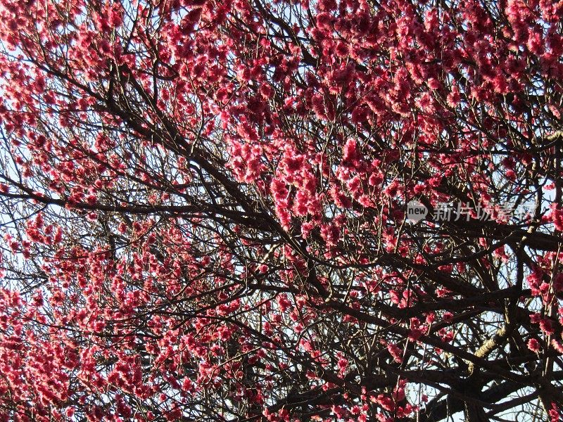 日本。2月。梅花。