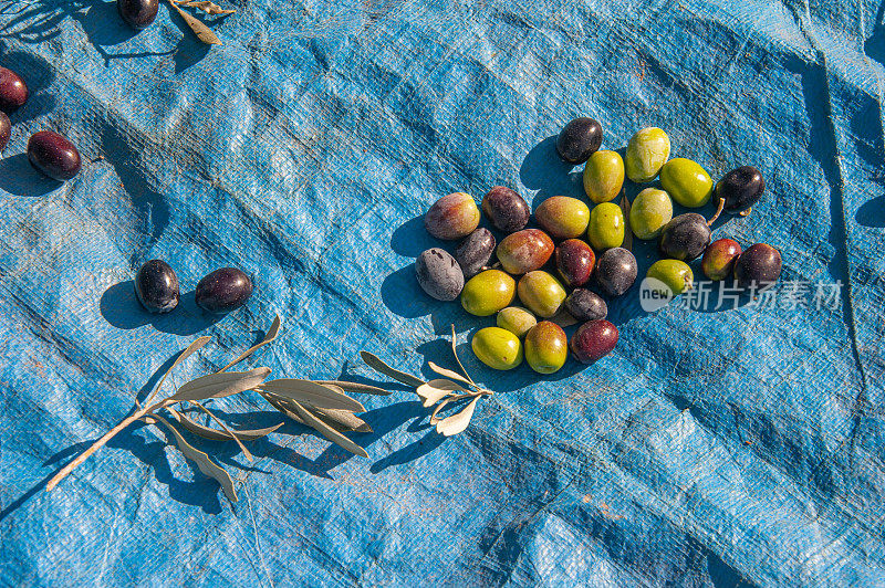 从树上收获的生橄榄被放在尼龙罩上。