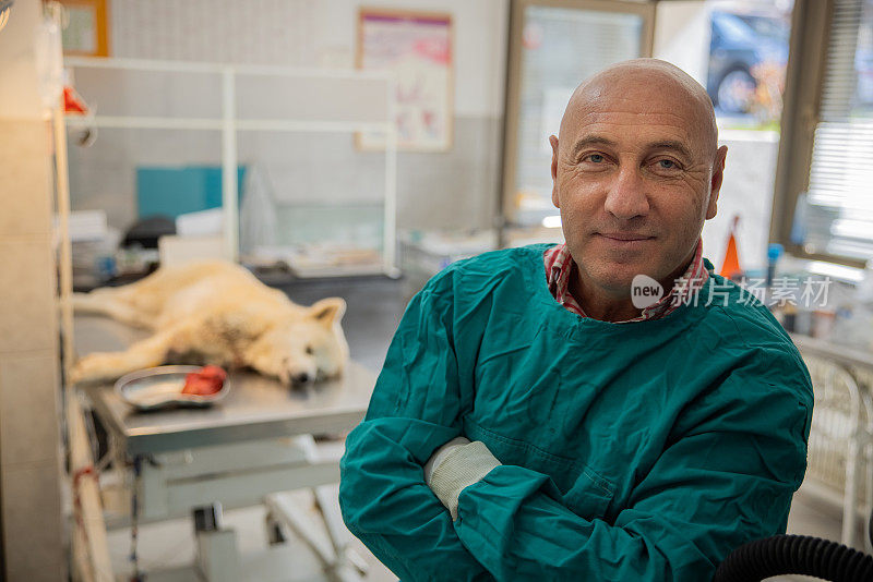 为秋田犬成功手术后的骄傲的高加索男性兽医的肖像