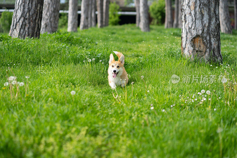 一只彭布罗克威尔士柯基犬正在公园里奔跑