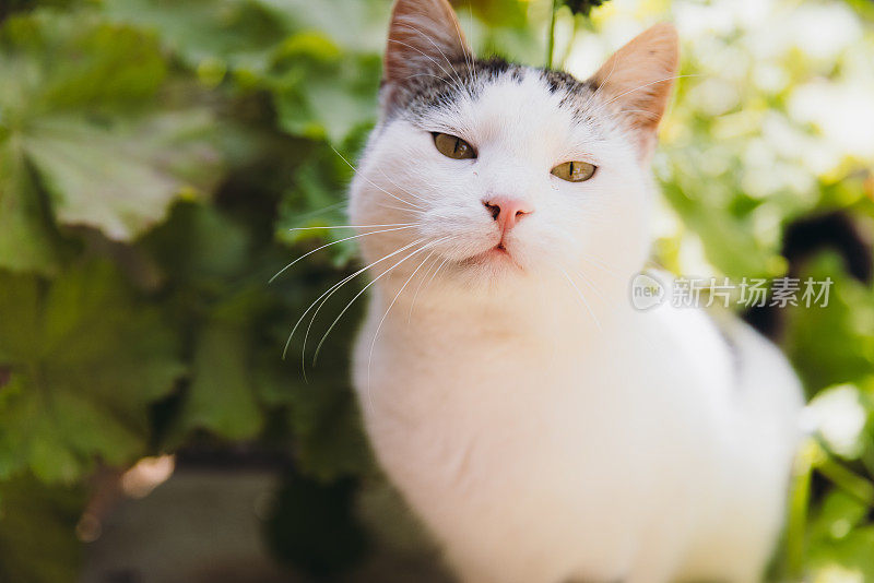 可爱的黄眼睛猫放松在绿色的开花花园