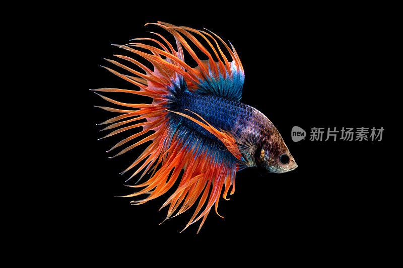 冠尾斗鱼，暹罗斗鱼，蓝色和橙色的泰国咬鱼
