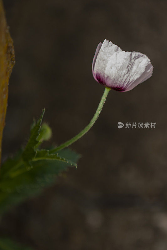 单瓣淡紫色罂粟花在植物上的侧面视图，在背景中有深色的色调