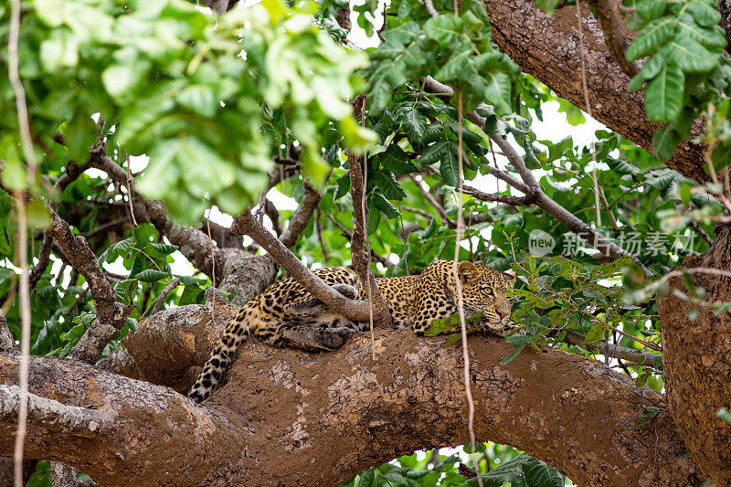 雌性非洲豹休息在树枝上