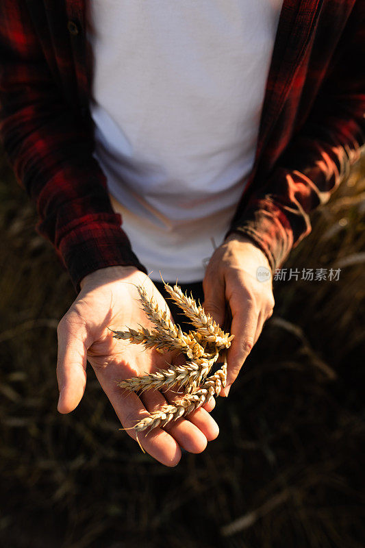 一位面目全非的农学家手里捧着成熟的小麦穗