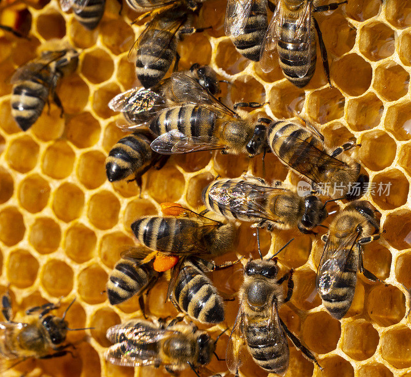 蜜蜂带着花粉。