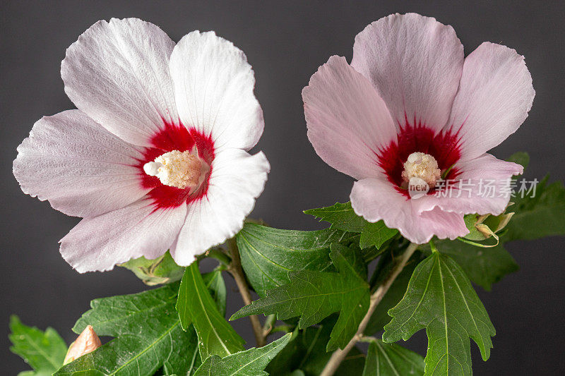 一张芙蓉花在黑色背景上绽放和生长的照片。百合花盛开，芙蓉花蕾绽放。